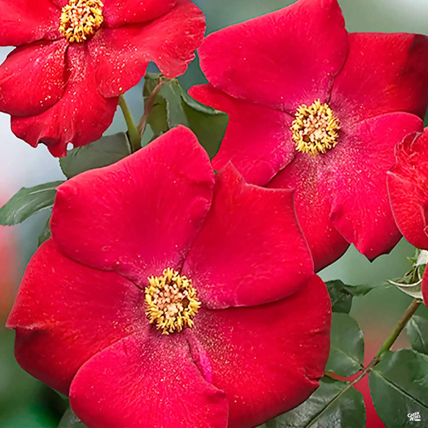 Climbing Rose 'Altissimo' Bareroot